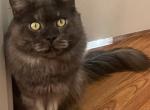 Codi - Maine Coon Cat For Sale - Ontario, CA