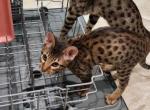 Golden boy - Savannah Kitten For Sale - Lakeland, FL, US