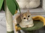 Busya - Scottish Straight Cat For Sale - 