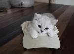 White British Chinchilla Short Hair - British Shorthair Kitten For Sale - North Port, FL, US