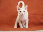 Zara - Devon Rex Kitten For Sale - Brooklyn, NY, US