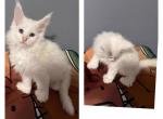 Cloud - Maine Coon Kitten For Sale - 