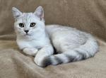 Coconut Silver Shaded - British Shorthair Kitten For Sale - Las Vegas, NV, US