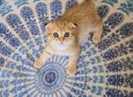 Lio - Scottish Fold Cat For Sale - 