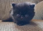 Binx Male - Exotic Kitten For Sale - Utica, OH, US