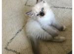 Lyalya - Ragdoll Kitten For Adoption - 