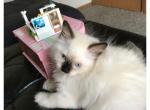 Tim - Ragdoll Kitten For Sale - 