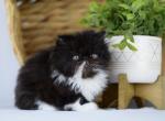 Rocky - Persian Kitten For Sale - 