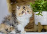 Queenie - Persian Kitten For Sale - Willis, TX, US