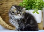 Ollie - Persian Kitten For Sale - 