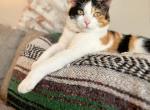 Coral - Domestic Cat For Adoption - Downers Grove, IL, US