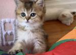 Nika - Scottish Straight Kitten For Sale - Brooklyn, NY, US