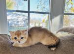 Cnikers - Scottish Straight Kitten For Sale - Bergenfield, NJ, US