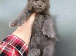 Bear - Maine Coon Kitten For Sale - 