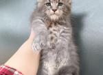 Benny - Maine Coon Kitten For Sale - 