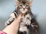 Milo - Maine Coon Kitten For Sale - 