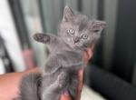 Tommy - British Shorthair Kitten For Sale - 