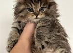 Burrito Scottish Straight - Scottish Straight Kitten For Sale - 