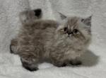 Eevee Seal Lynx GIRL - Himalayan Kitten For Sale - Gaithersburg, MD, US