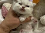 Snow - Himalayan Kitten For Sale - 