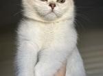 Ben Scottish Straight - Scottish Straight Kitten For Sale - 