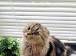 Cinnamon Scottish Fold Girl - Scottish Fold Cat For Sale - Miami, FL, US