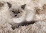 Female baby Ragdoll - Ragdoll Kitten For Sale - Ellensburg, WA, US