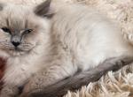 Females Ragdoll kittens - Ragdoll Kitten For Sale - Ellensburg, WA, US