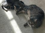 Mae and Sumo - Domestic Cat For Sale - Tempe, AZ, US