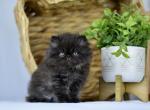 Henry - Persian Kitten For Sale - 