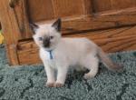 TANZANITE - Siamese Kitten For Sale - Anza, CA, US