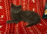 Himalayan mix6 - Himalayan Kitten For Sale - 