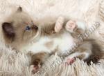 Adorable TICA Seal Mitted Mink Ragdoll Baby Girl - Ragdoll Kitten For Sale - 