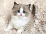 Stunning TICA Seal Bicolor Mink Ragdoll Baby Girl - Ragdoll Kitten For Sale - 