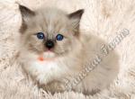 Sweet TICA Seal Mitted Mink Ragdoll Baby Boy - Ragdoll Kitten For Sale - 