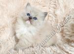 Stunning TICA Blue Mitted Mink Ragdoll Baby Girl - Ragdoll Kitten For Sale - 