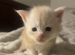 Orange - Maine Coon Kitten For Sale - 