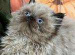 Digger - Himalayan Kitten For Sale - Berne, PA, US