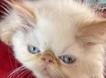 Pumpkin Spice - Himalayan Kitten For Adoption - Berne, PA, US