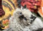 Ever - Himalayan Kitten For Sale - Berne, PA, US