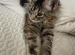 Female MCO kitten - Maine Coon Kitten For Sale - Fort Myers, FL, US