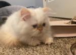 Newbaby - Persian Kitten For Sale - 