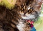 Fern - Maine Coon Kitten For Sale - 