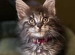 Willow - Maine Coon Kitten For Sale - 