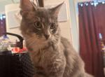 Saori - American Longhair Kitten For Sale - Baytown, TX, US