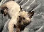 Purebred Siamese Kittens - Siamese Kitten For Sale - Philadelphia, PA, US