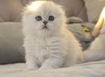 Scottish Fold Gabriel - Scottish Fold Kitten For Sale - Jersey City, NJ, US