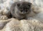 Blue kitten - Persian Kitten For Sale - 