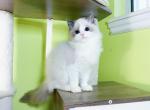 R046 - Ragdoll Kitten For Sale - Los Angeles, CA, US