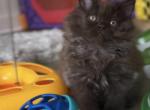 Hershey - British Shorthair Kitten For Sale - Jacksonville, FL, US